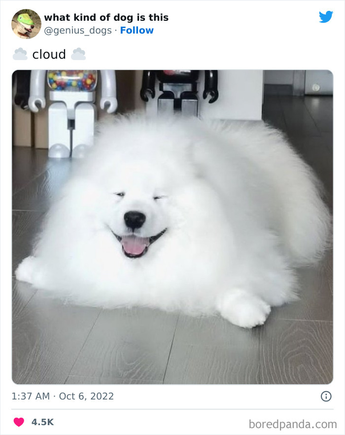 Goofy-Dogs-What-Kind-Of-Dog-Is-This