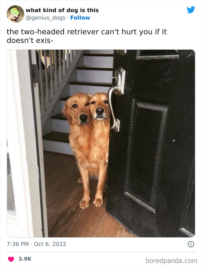 Goofy-Dogs-What-Kind-Of-Dog-Is-This