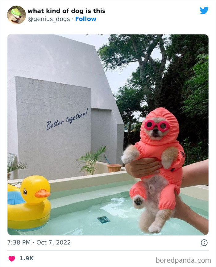 Goofy-Dogs-What-Kind-Of-Dog-Is-This