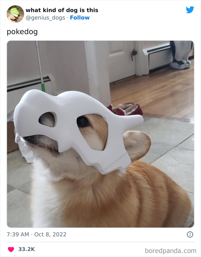 Goofy-Dogs-What-Kind-Of-Dog-Is-This