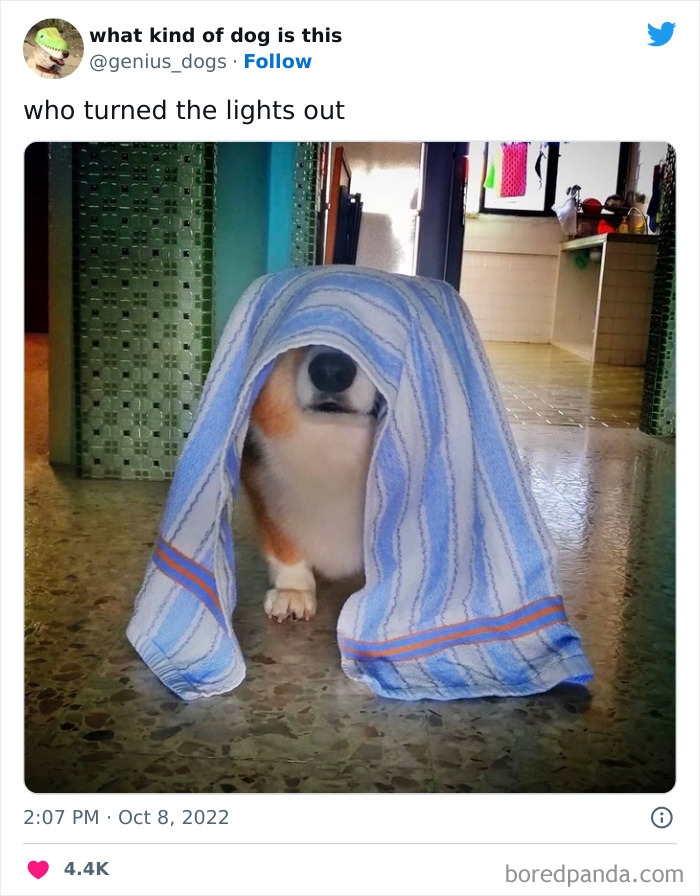 Goofy-Dogs-What-Kind-Of-Dog-Is-This