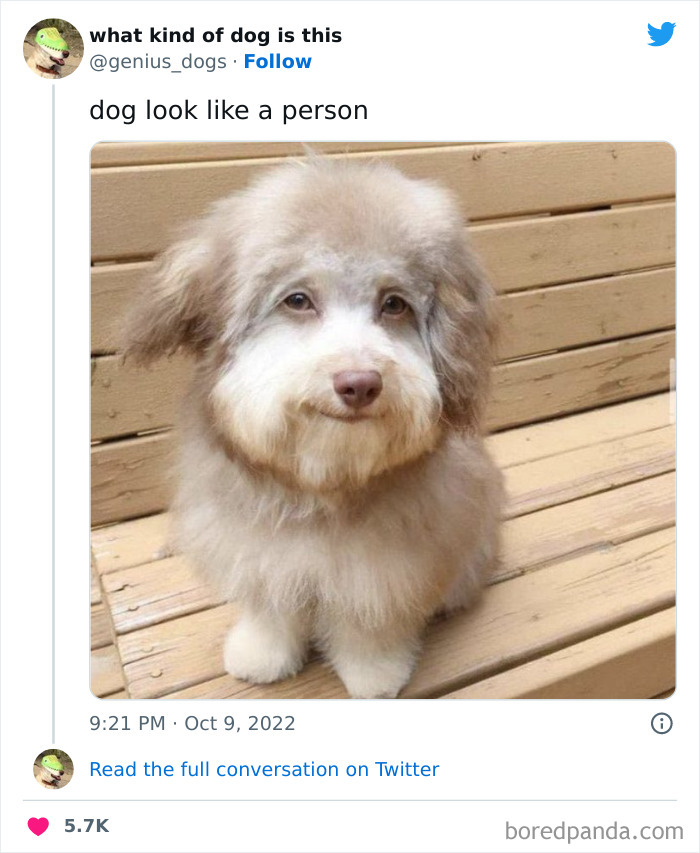 Goofy-Dogs-What-Kind-Of-Dog-Is-This