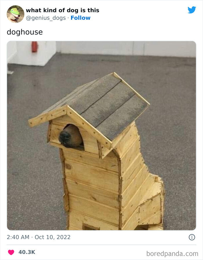 Goofy-Dogs-What-Kind-Of-Dog-Is-This