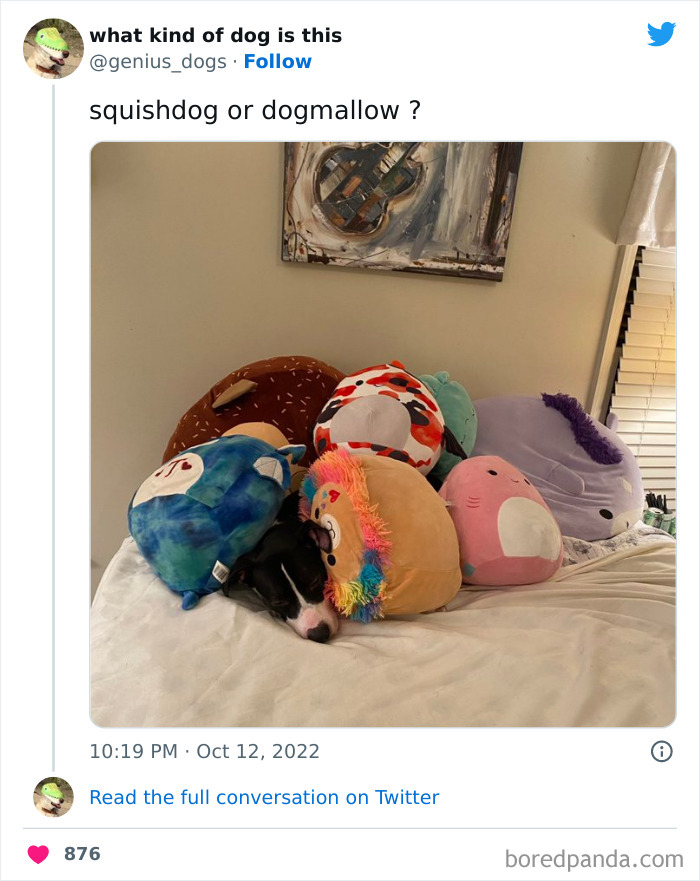 Goofy-Dogs-What-Kind-Of-Dog-Is-This