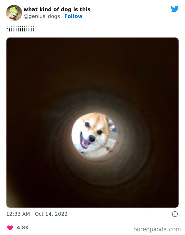 Goofy-Dogs-What-Kind-Of-Dog-Is-This