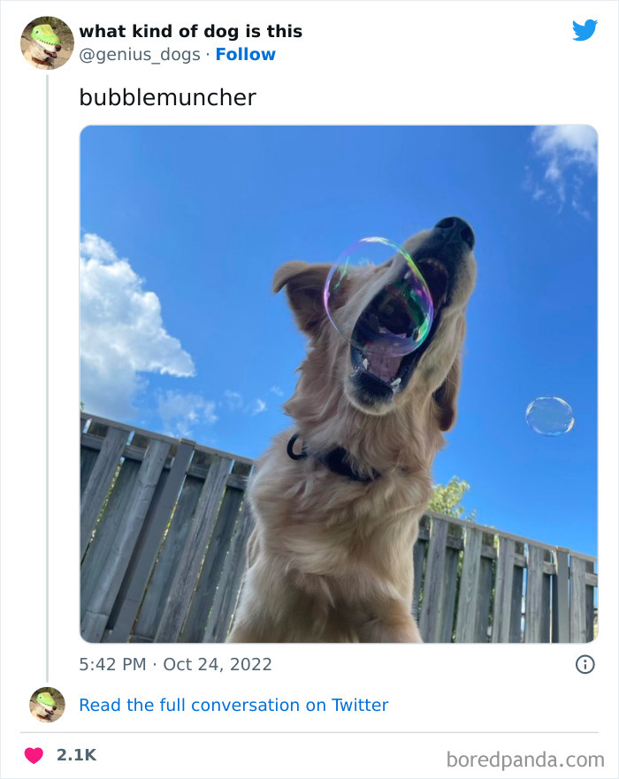 Goofy-Dogs-What-Kind-Of-Dog-Is-This