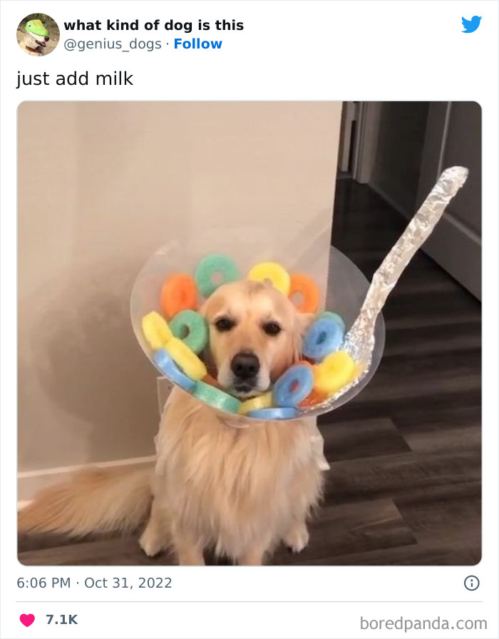 Goofy-Dogs-What-Kind-Of-Dog-Is-This