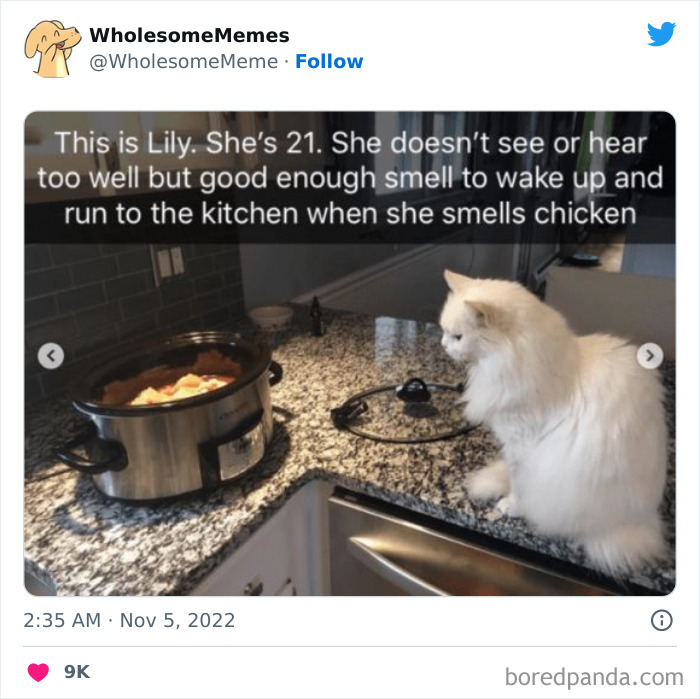 Wholesome-Memes-Pics