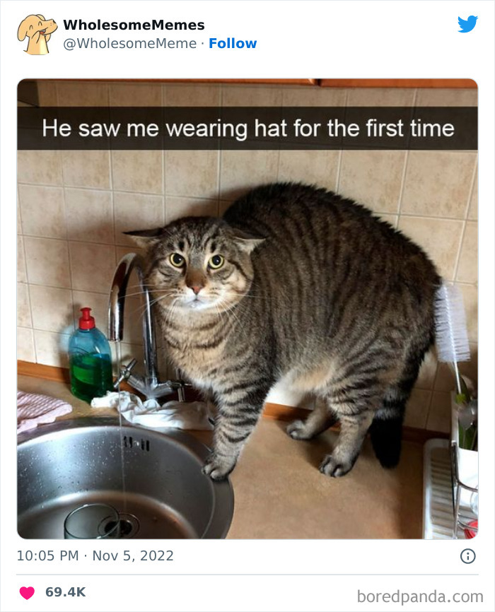 Wholesome-Memes-Pics