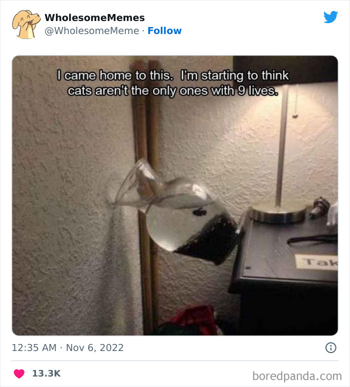 Wholesome-Memes-Pics