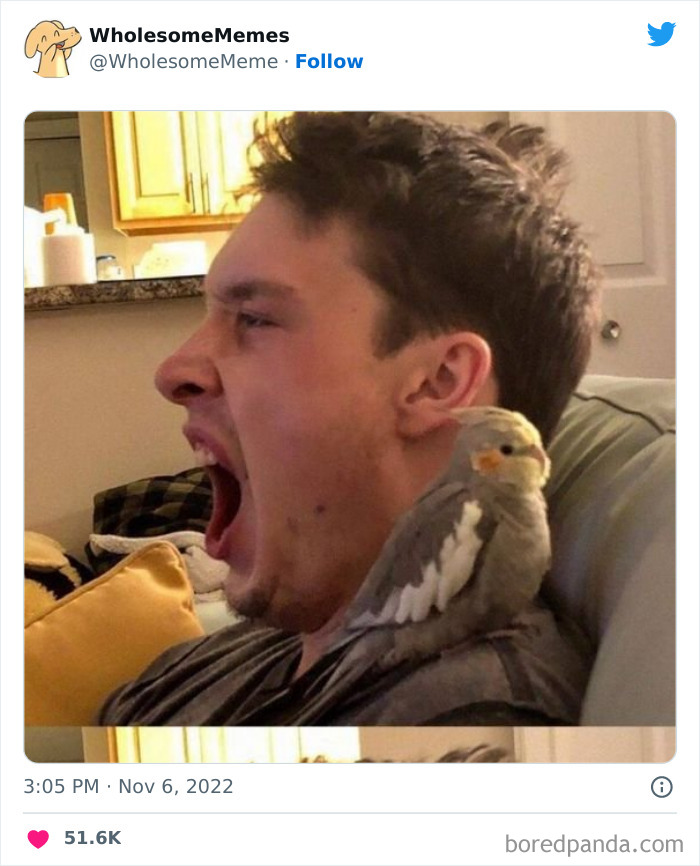 Wholesome-Memes-Pics