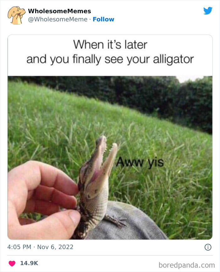 Wholesome-Memes-Pics