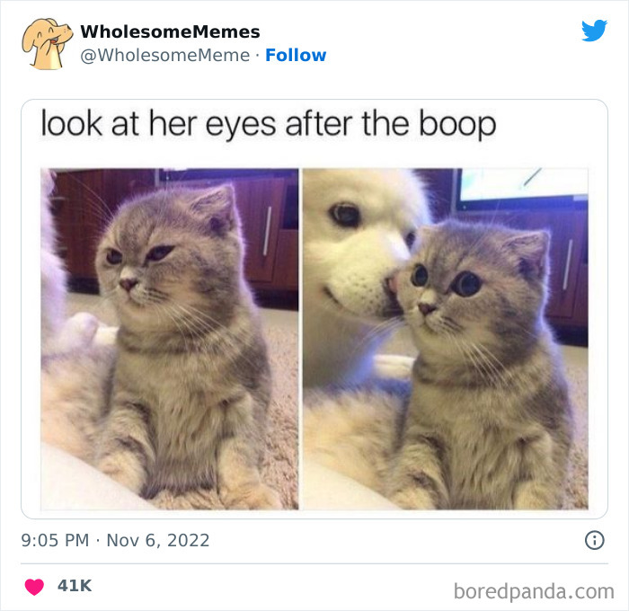 Wholesome-Memes-Pics