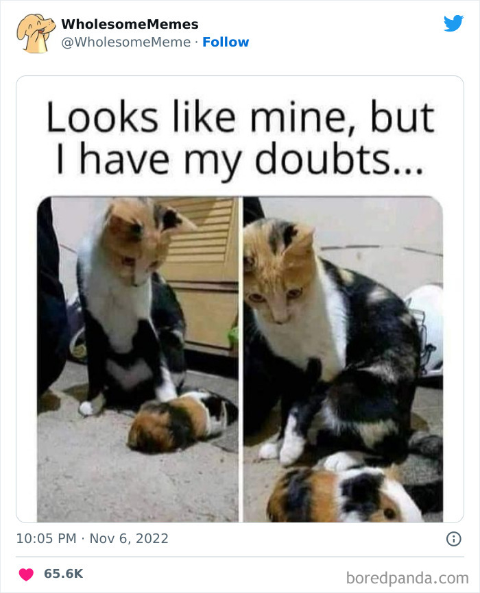 Wholesome-Memes-Pics