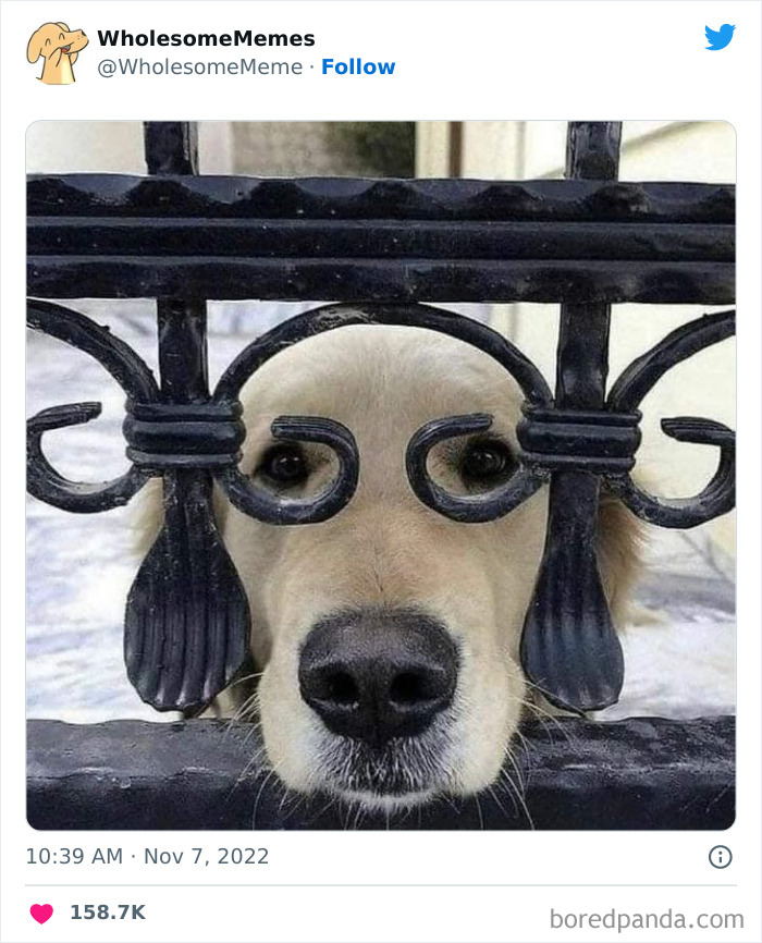 Wholesome-Memes-Pics