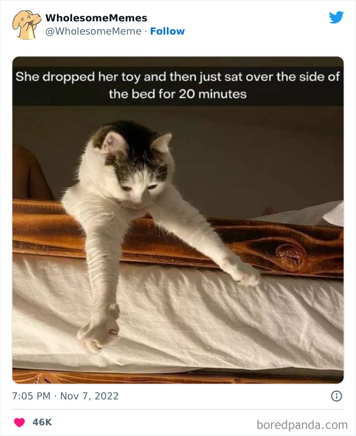 Wholesome-Memes-Pics