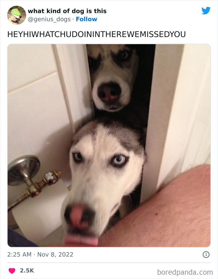 Goofy-Dogs-What-Kind-Of-Dog-Is-This