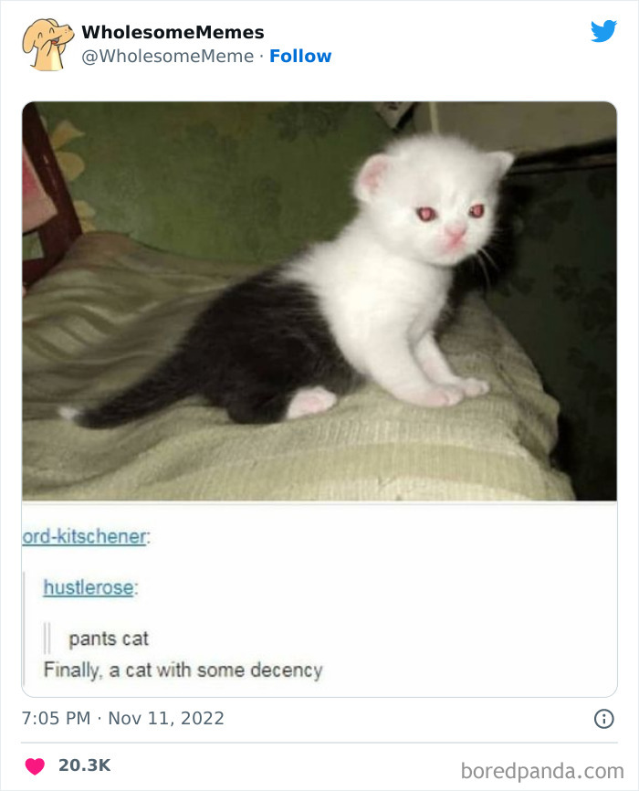 Wholesome-Memes-Pics