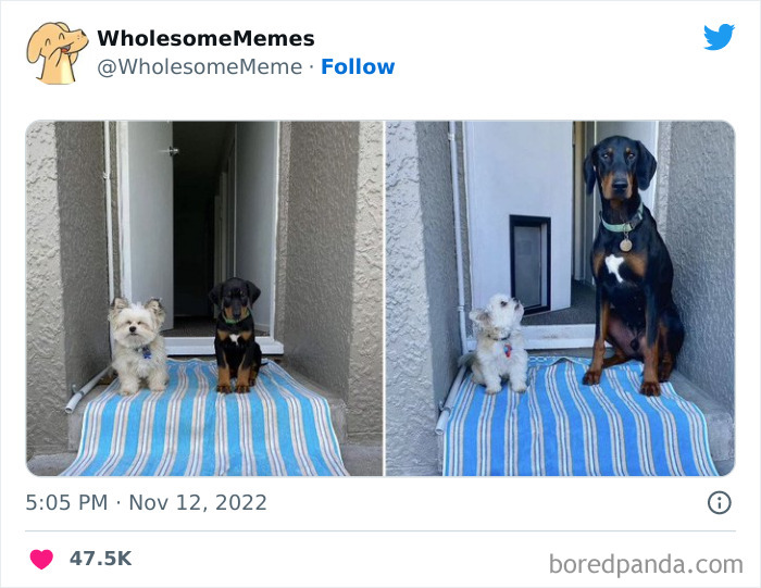 Wholesome-Memes-Pics