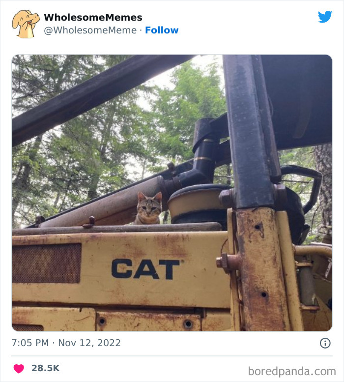 Wholesome-Memes-Pics