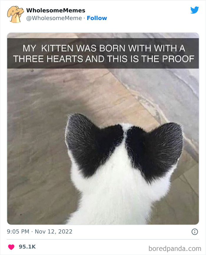 Wholesome-Memes-Pics