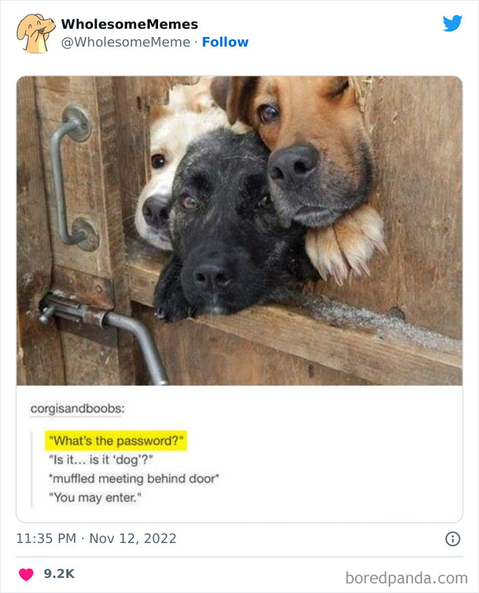 Wholesome-Memes-Pics