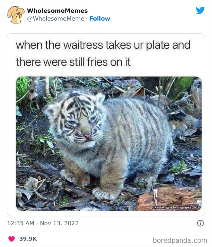 Wholesome-Memes-Pics