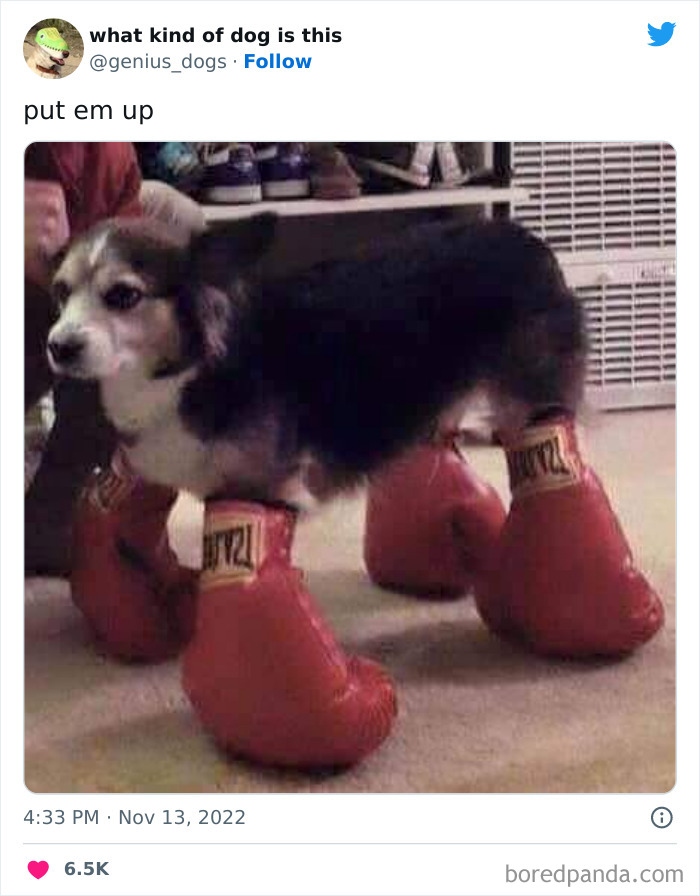 Goofy-Dogs-What-Kind-Of-Dog-Is-This