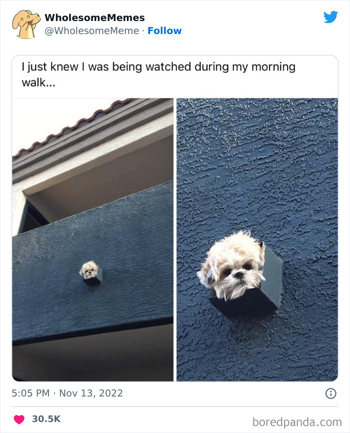 Wholesome-Memes-Pics