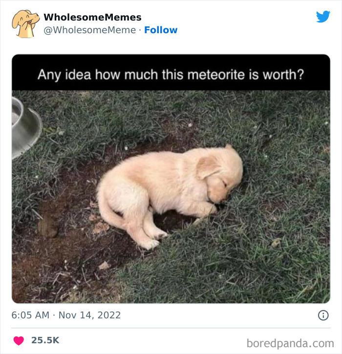 Wholesome-Memes-Pics