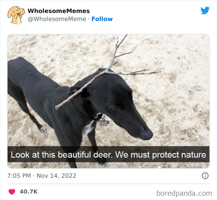 Wholesome-Memes-Pics