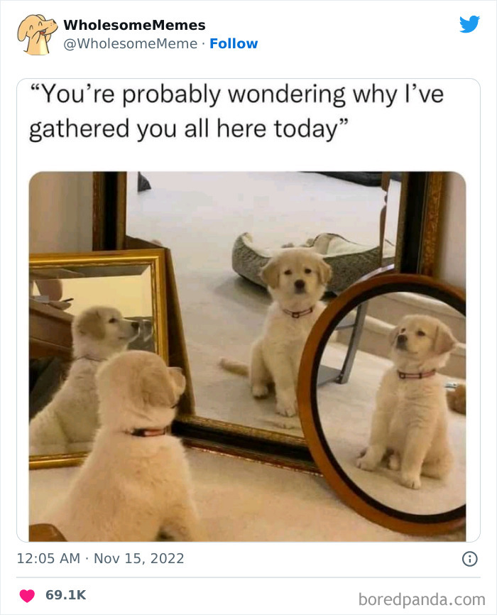 Wholesome-Memes-Pics