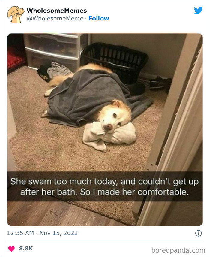 Wholesome-Memes-Pics