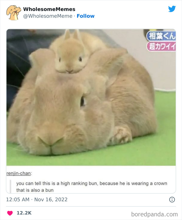 Wholesome-Memes-Pics