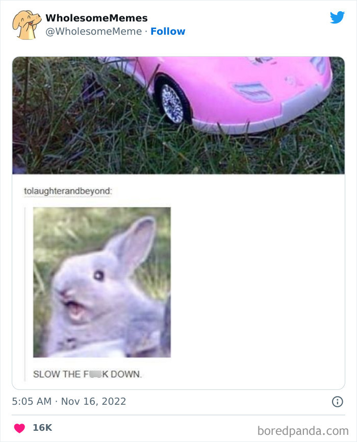 Wholesome-Memes-Pics