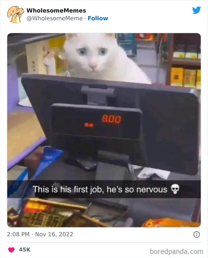 Wholesome-Memes-Pics