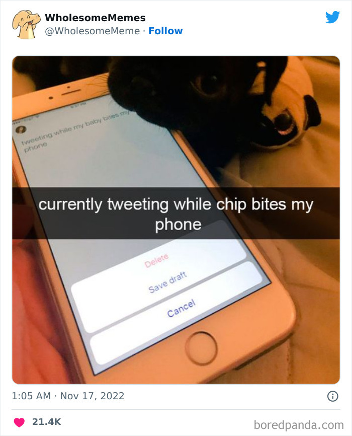 Wholesome-Memes-Pics