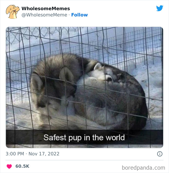 Wholesome-Memes-Pics