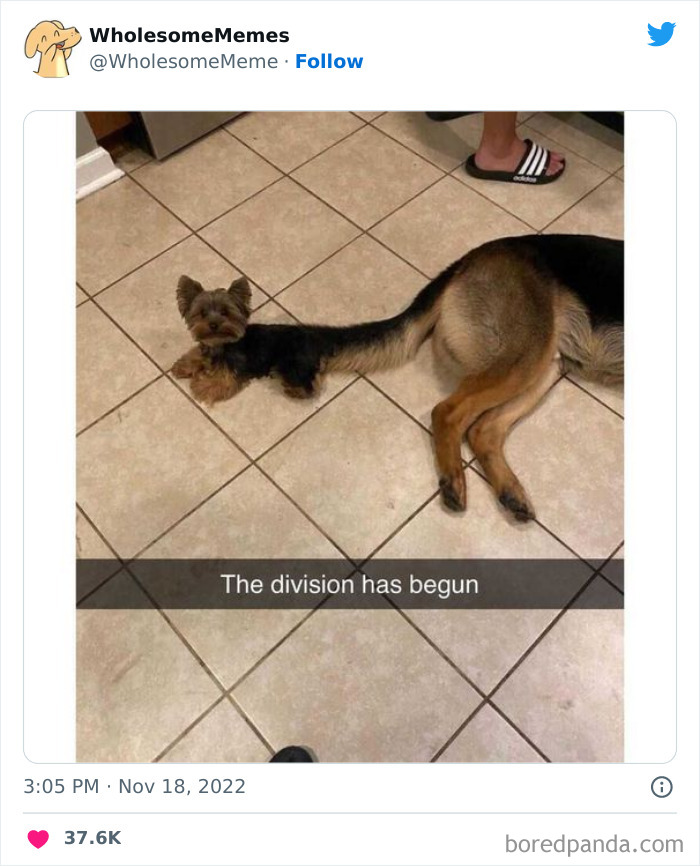 Wholesome-Memes-Pics