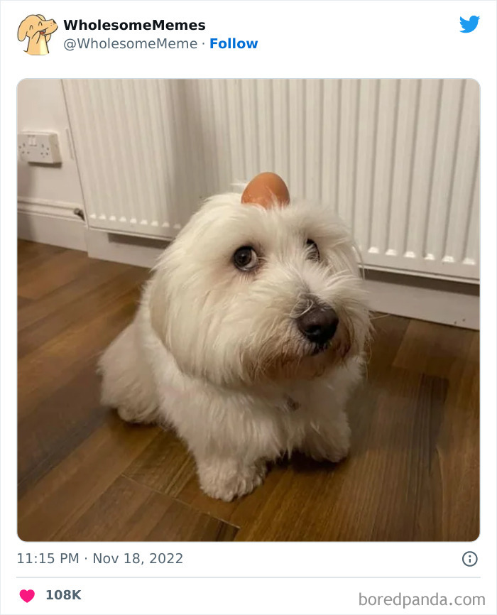 Wholesome-Memes-Pics