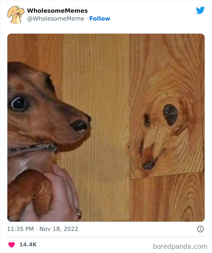 Wholesome-Memes-Pics