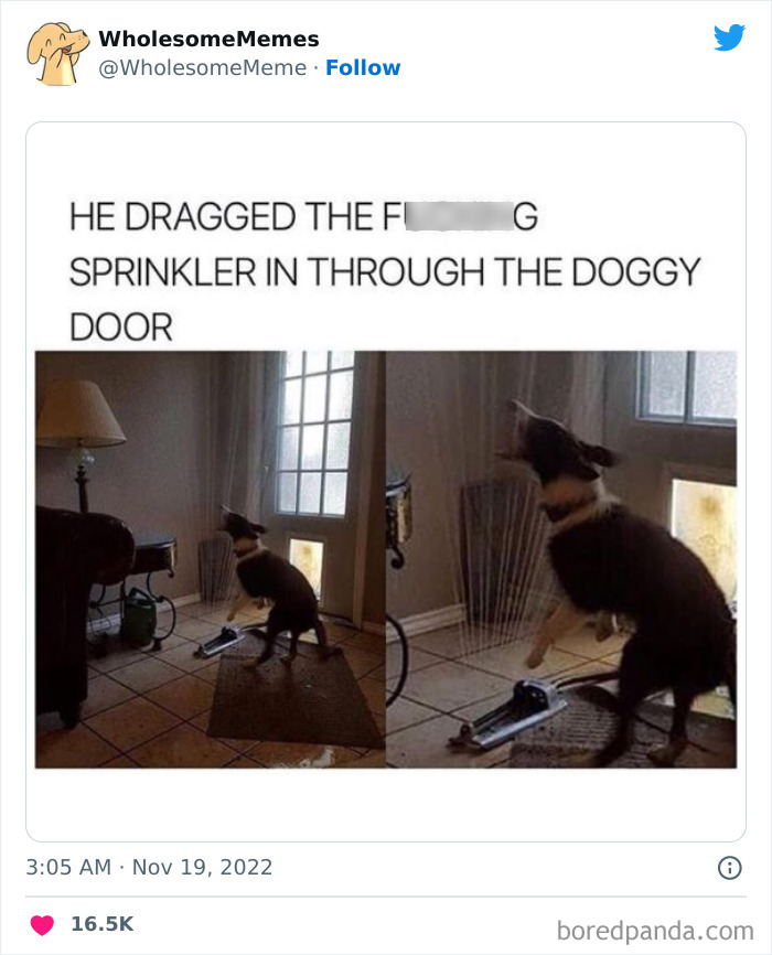 Wholesome-Memes-Pics