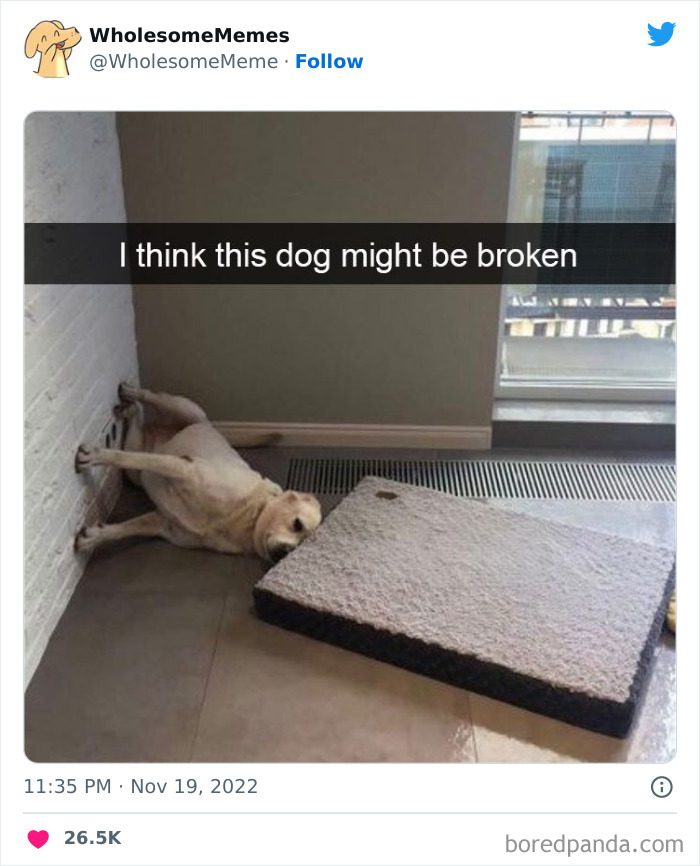 Wholesome-Memes-Pics