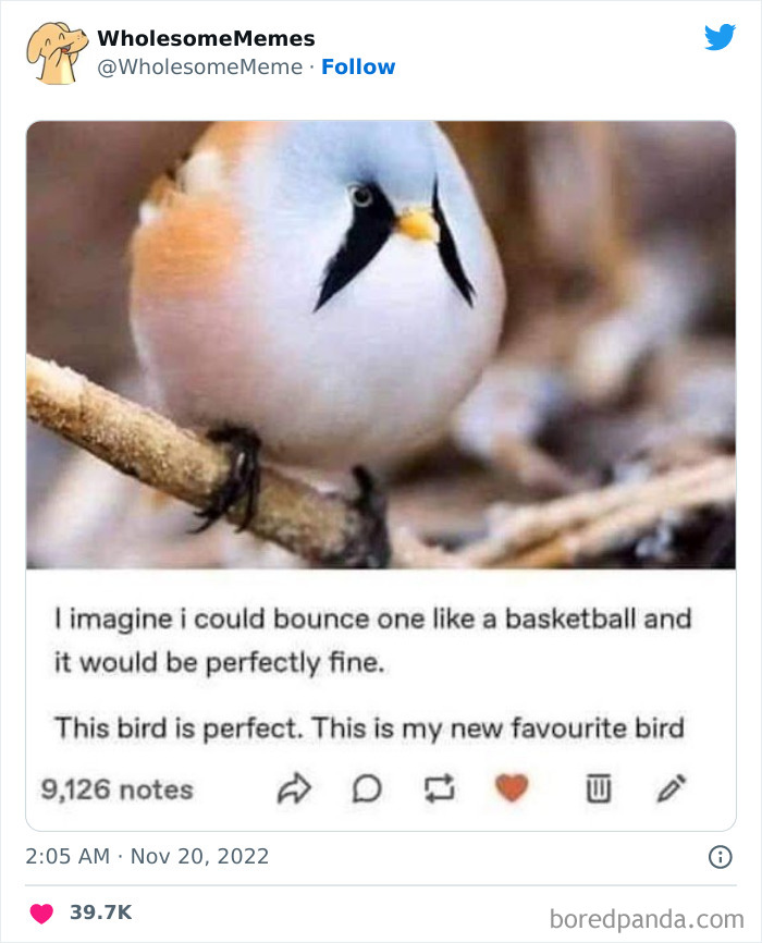 Wholesome-Memes-Pics