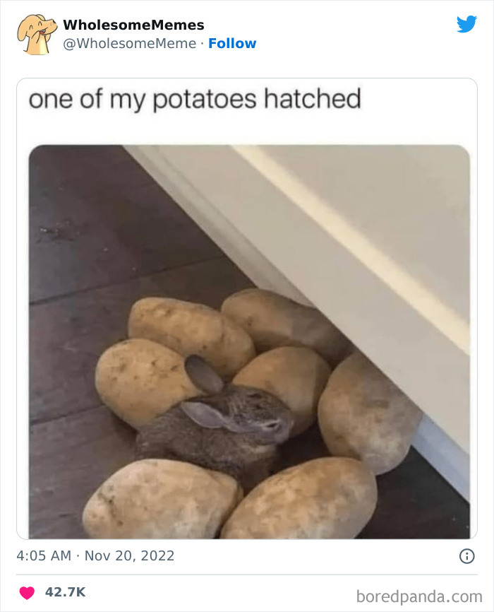 Wholesome-Memes-Pics