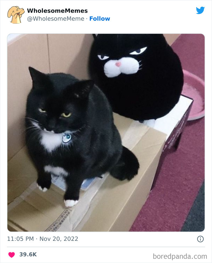 Wholesome-Memes-Pics