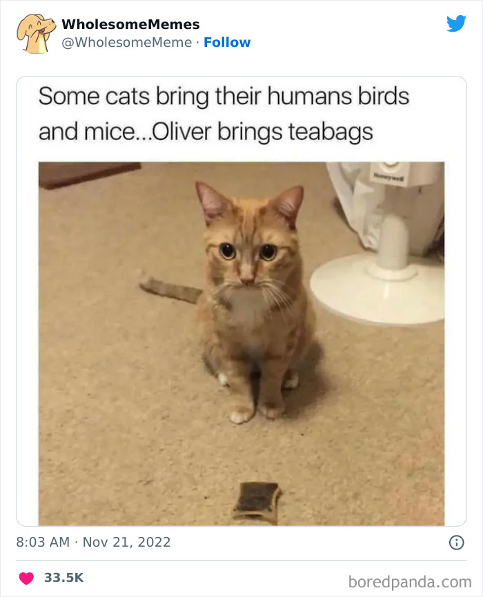 Wholesome-Memes-Pics