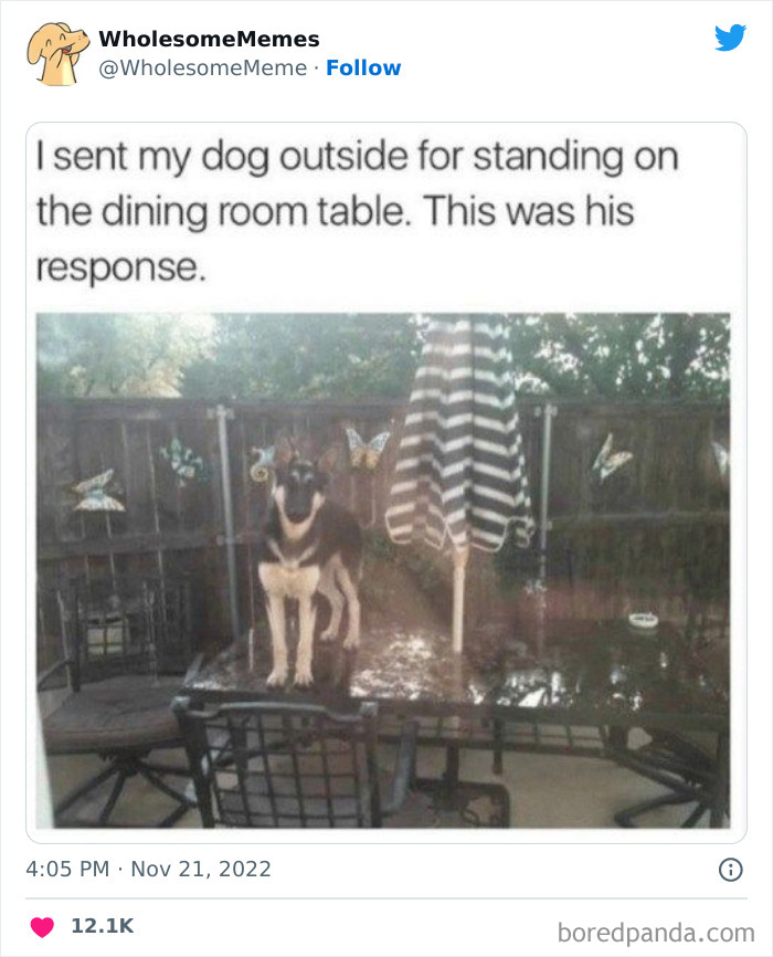 Wholesome-Memes-Pics