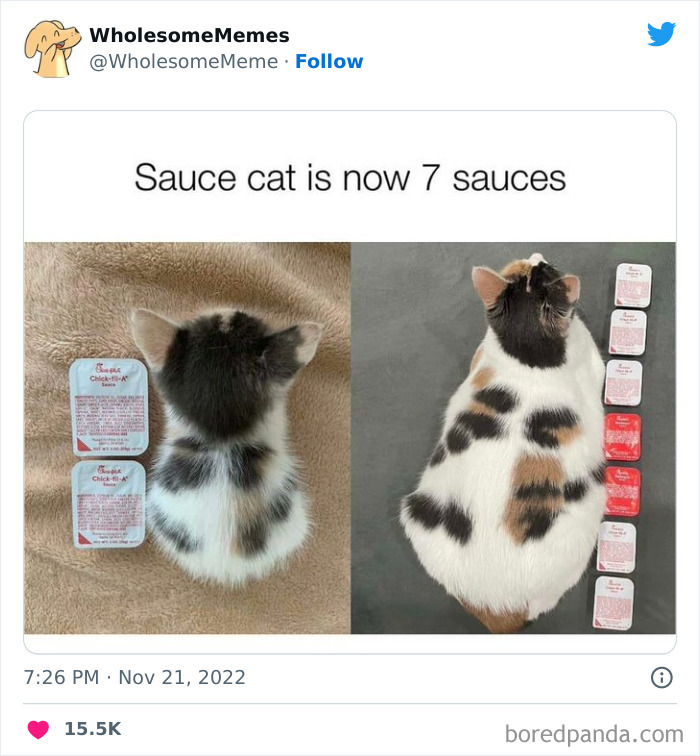 Wholesome-Memes-Pics