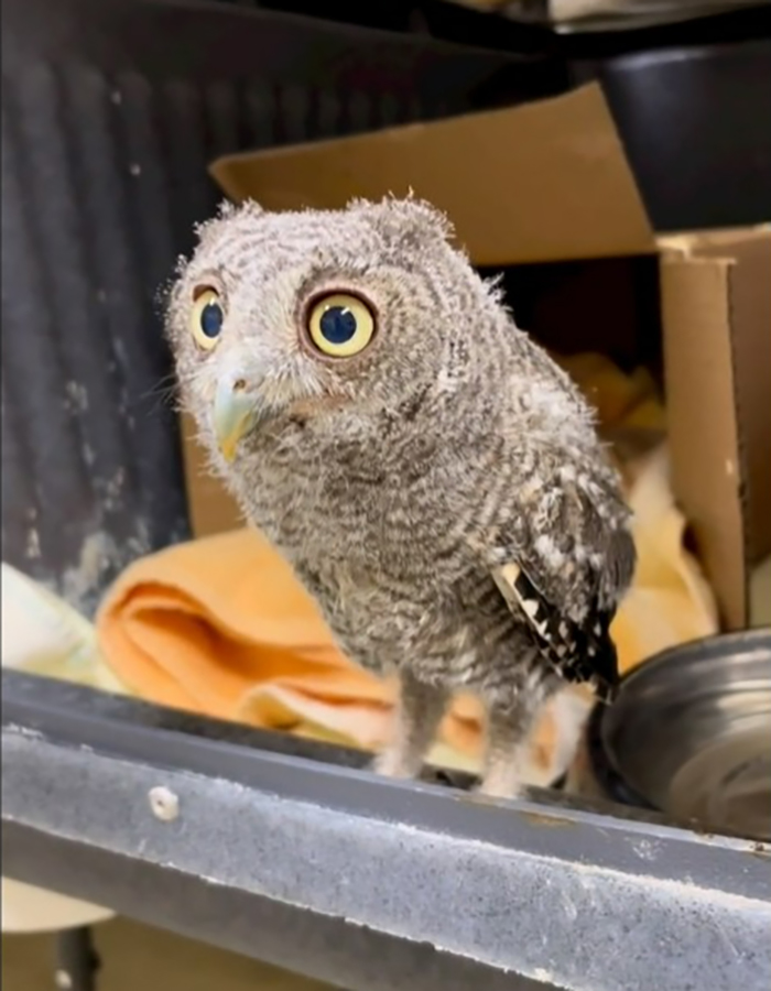 Owls Cannot Move Their Eyes, Only Their Heads